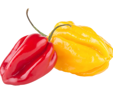 AJI DULCE KG