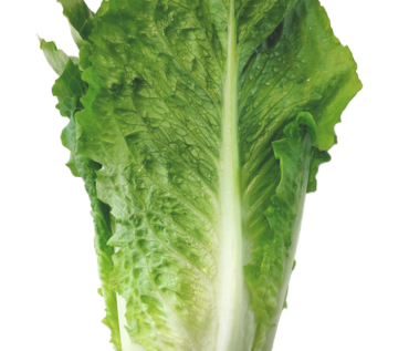 LECHUGA ROMANA KG